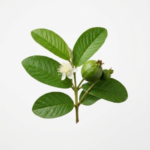 Guayaba