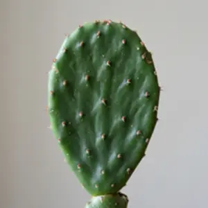 Nopal